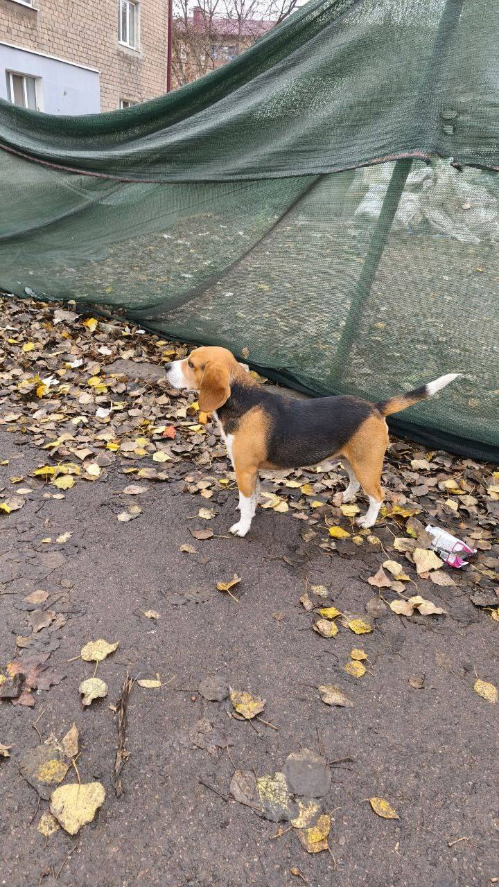 Кто потерял собаку? Отзовитесь...