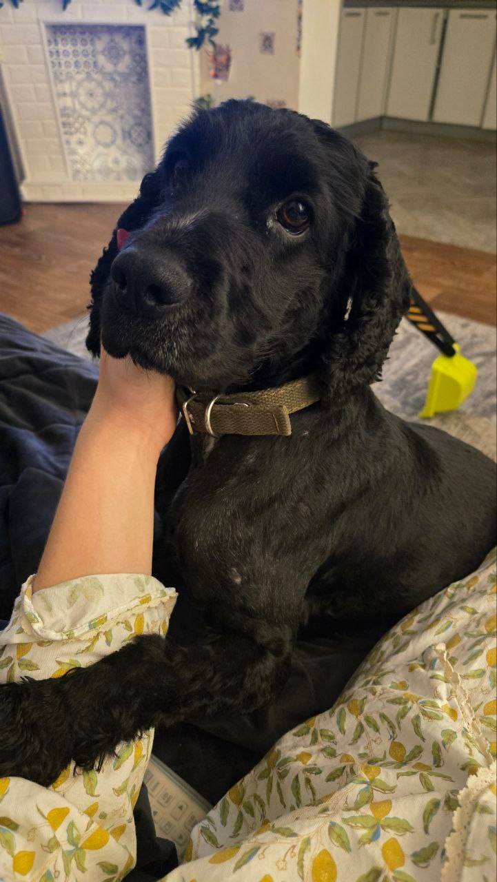 ПРОПАЛА СОБАКА! Английский кок...