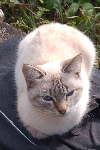 ПРОПАЛА КОШКА , ВИДЕЛИ НА ФАБР...