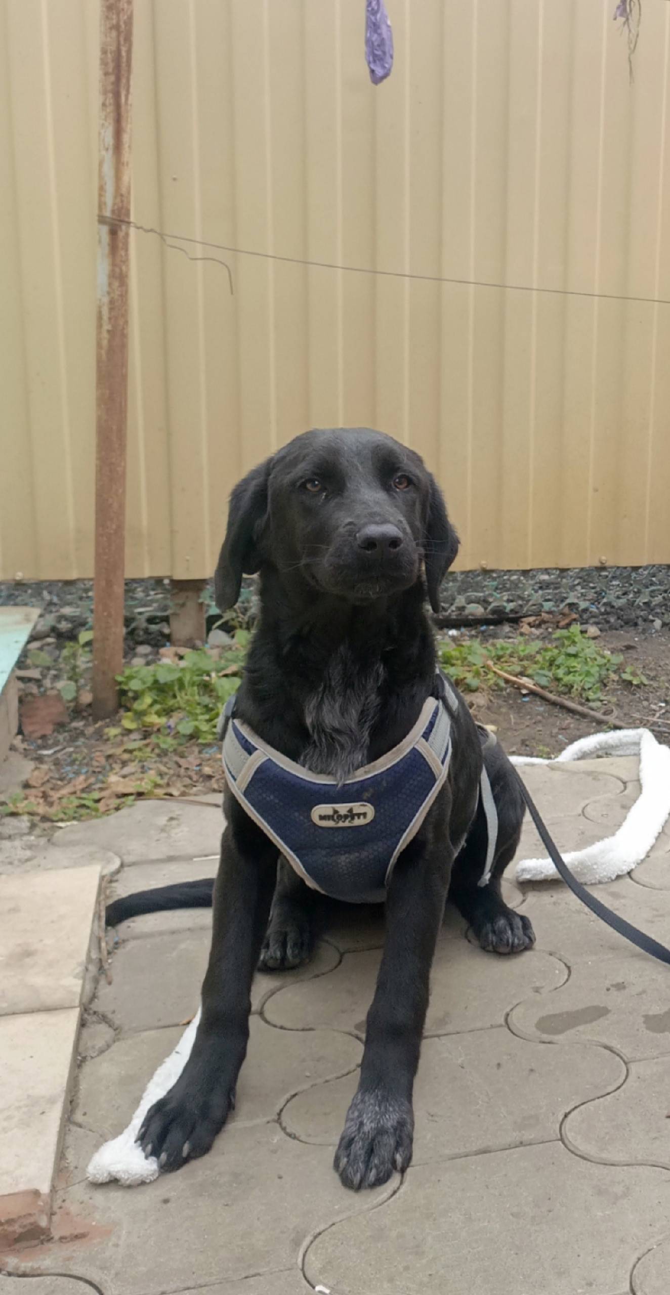 Здравствуйте , пропала собака ...