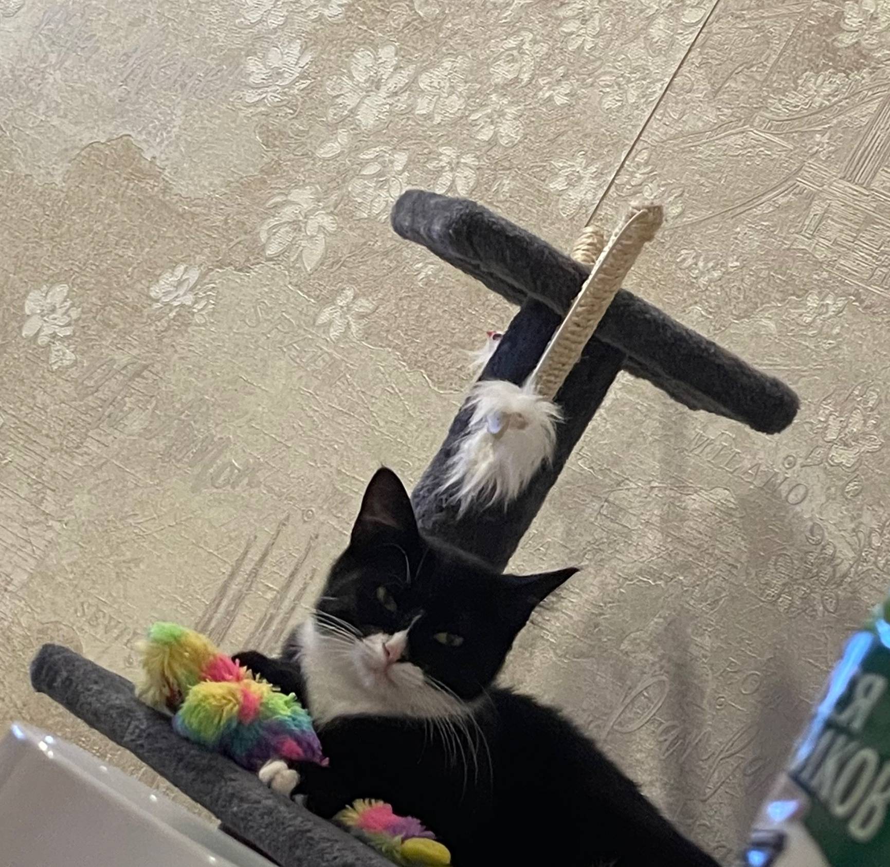 Пропала кошка по улице Тельман...