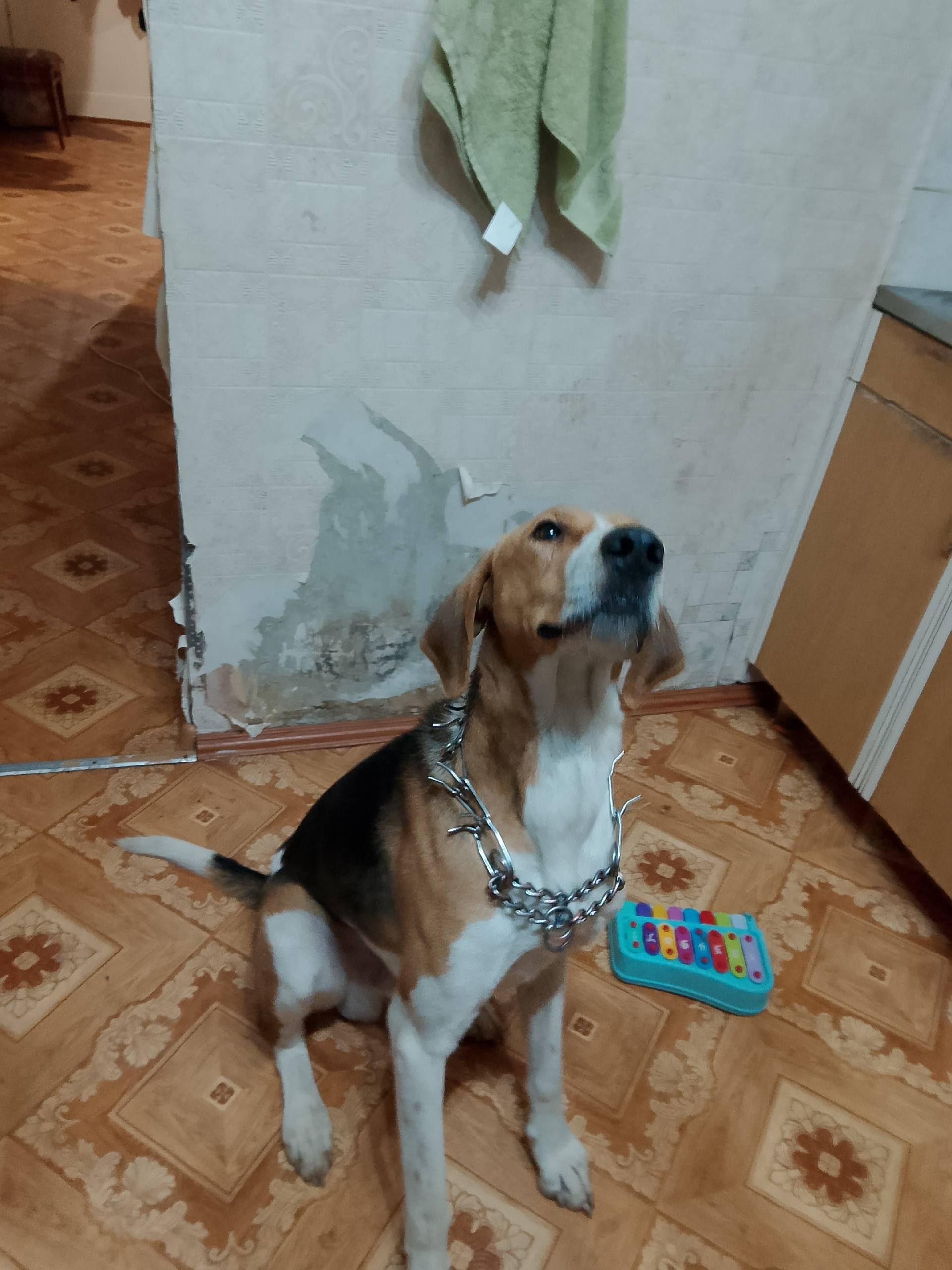 Найдена собака на дороге в сто...