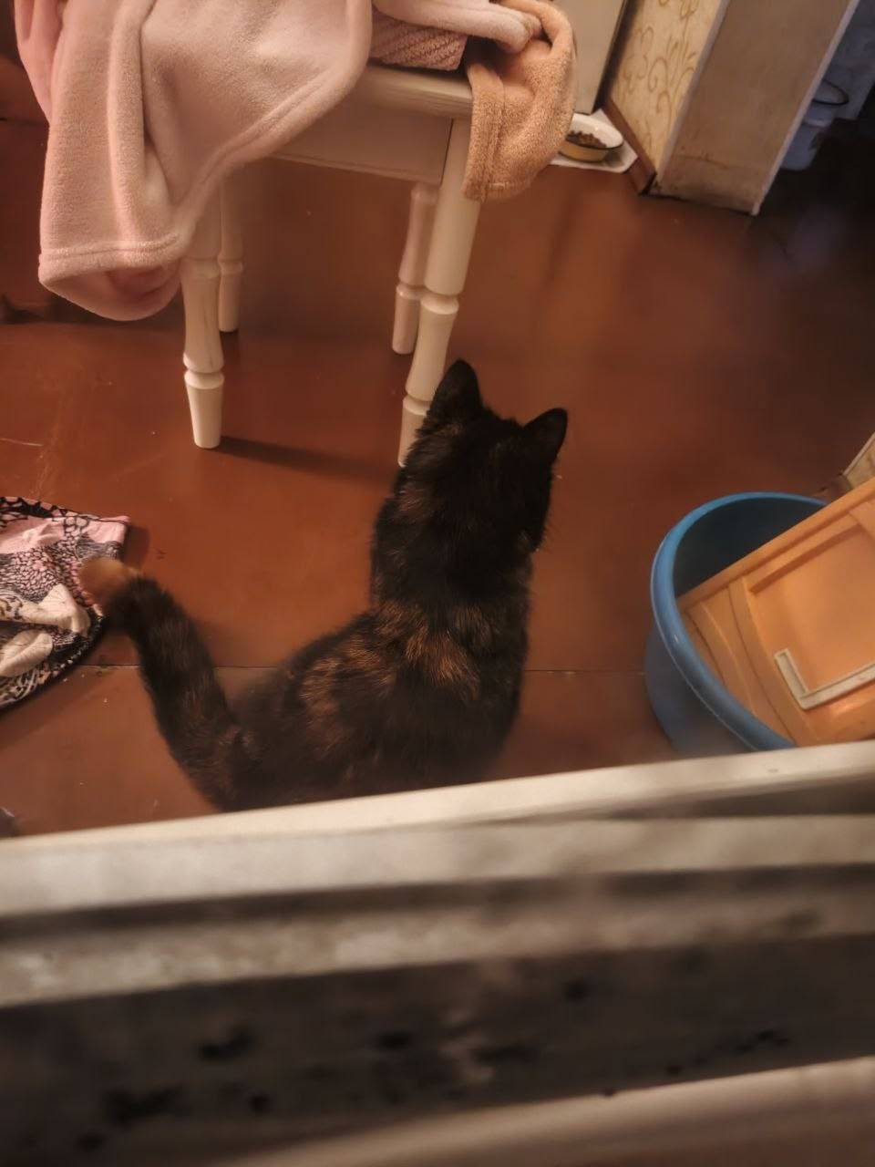 Пропала кошка 🐱 помогите найти...