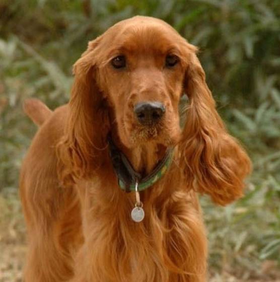 Испуганный рыжий спаниель! При...