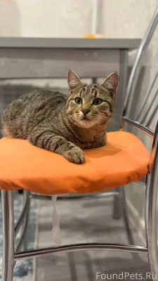 Этот красавчик гулял возле Лен...