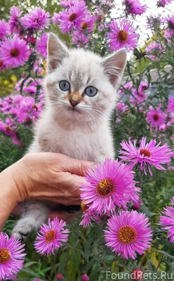 Здравствуйте! Опубликуйте, пож...