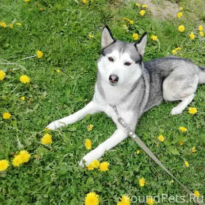 Убежала собака по кличке Бэтси...