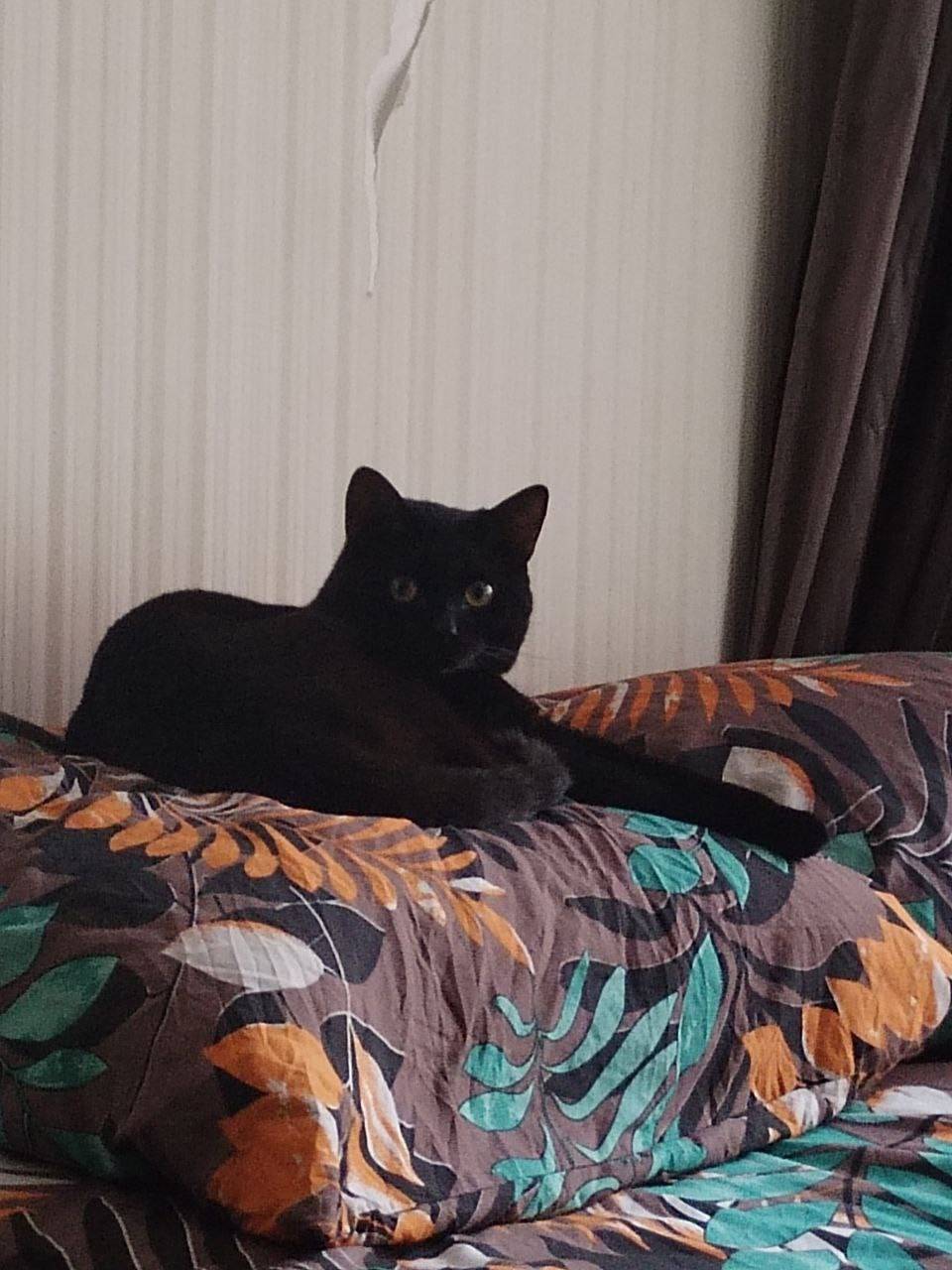 Дедовск. Здравствуйте. Хотела ...