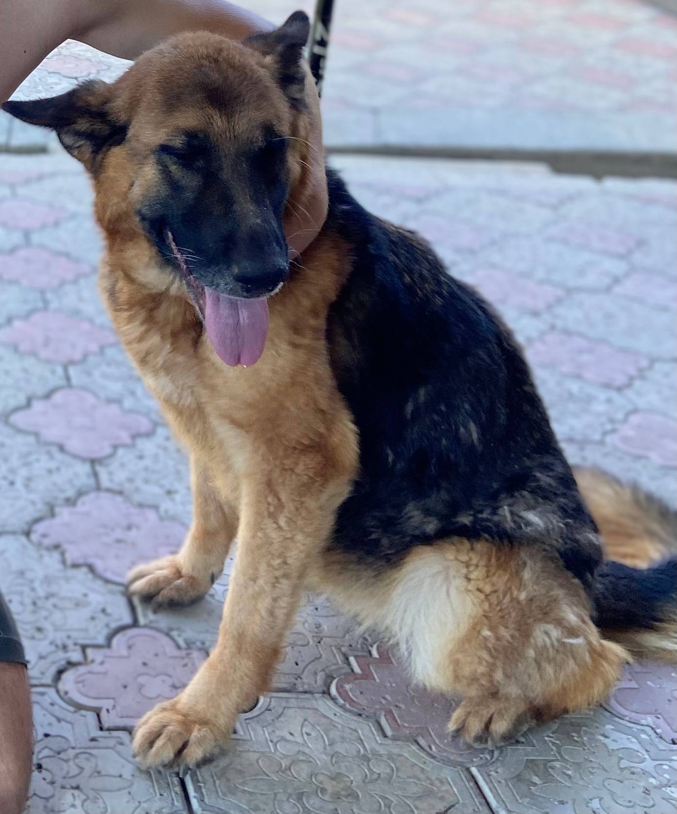 Здравствуйте,пропала собака,ра...