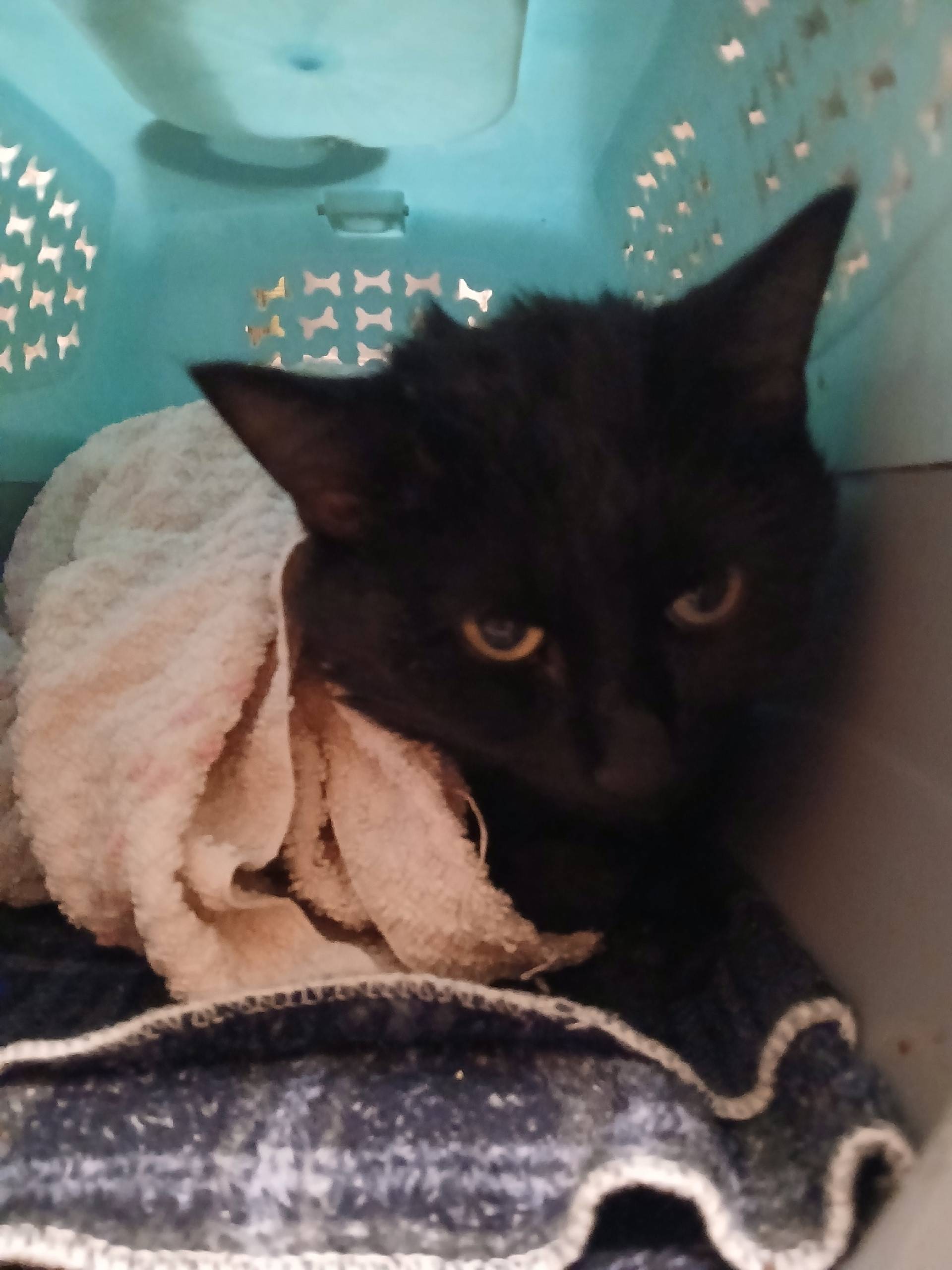 Хозяин, отзовись. Чей кот? Цел...