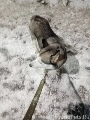 Срочно,,! Кто потерял собаку х...