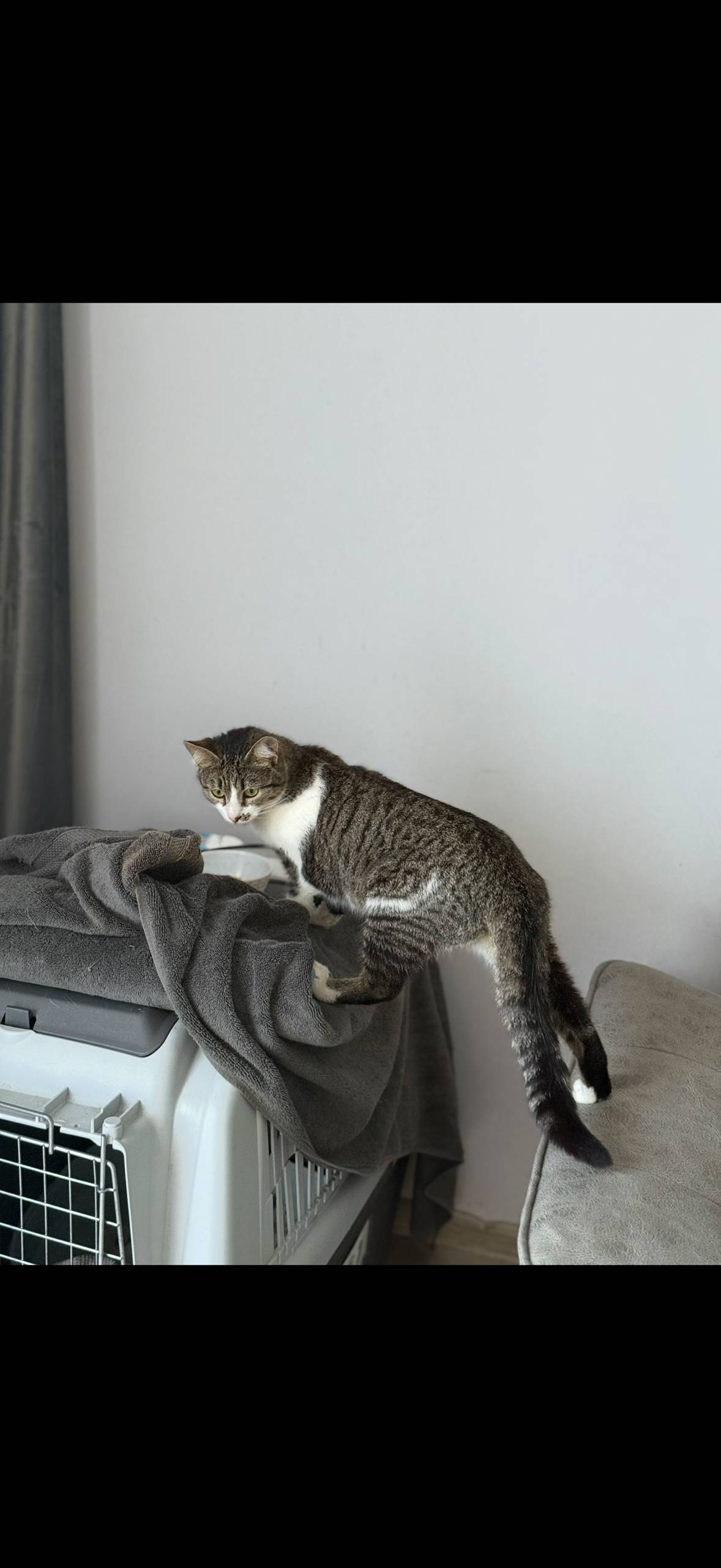 Пропала кошка 10 ноября, может...