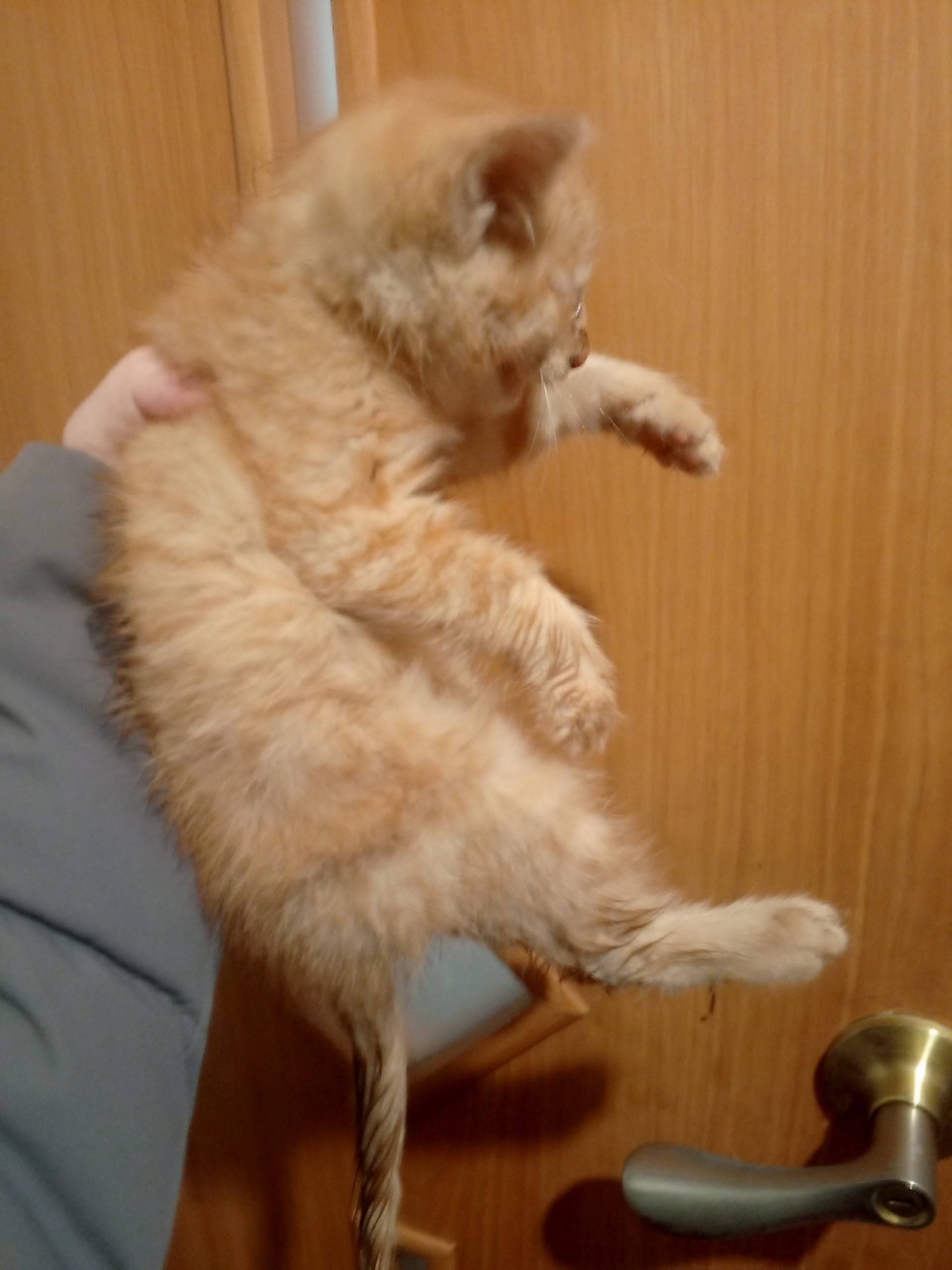 Найден котенок , сегодня возле...