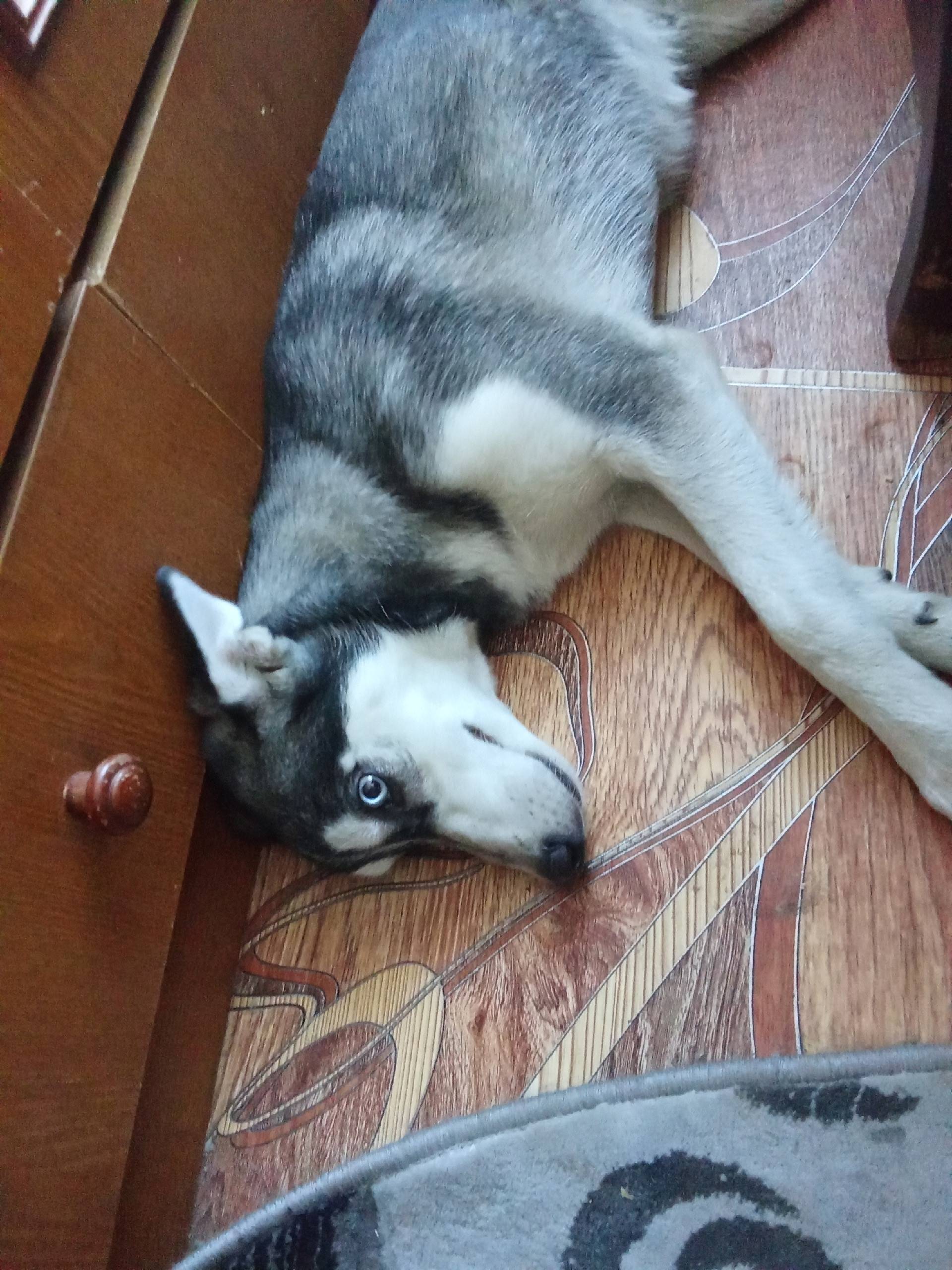 Найдена собака в Осеево,девочк...