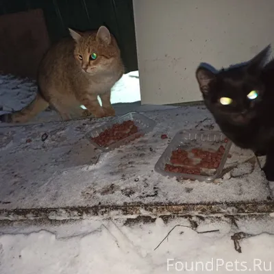 У нас на Заброшке остались дво...