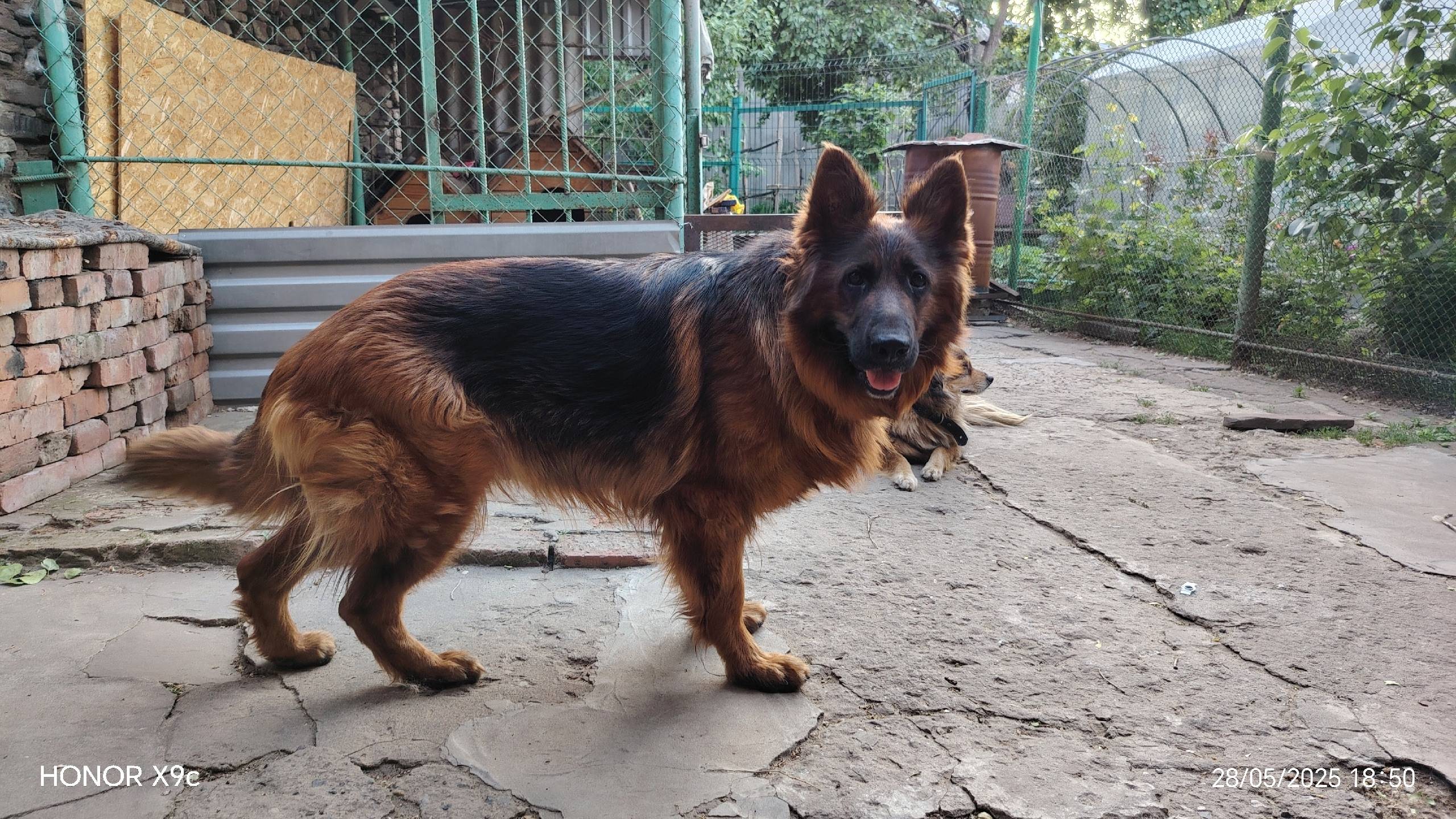 Пропала собака по кличке Берта...