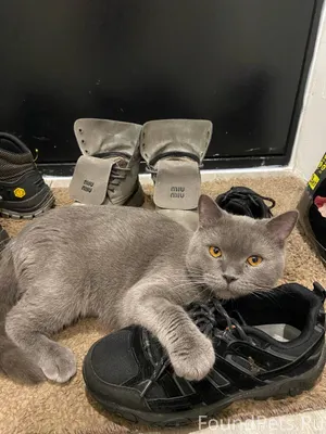 Здравствуйте,23.10 пропала кош...