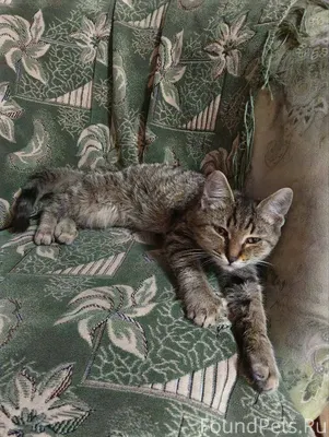 Пропал кот, добрый, ласковый, ...