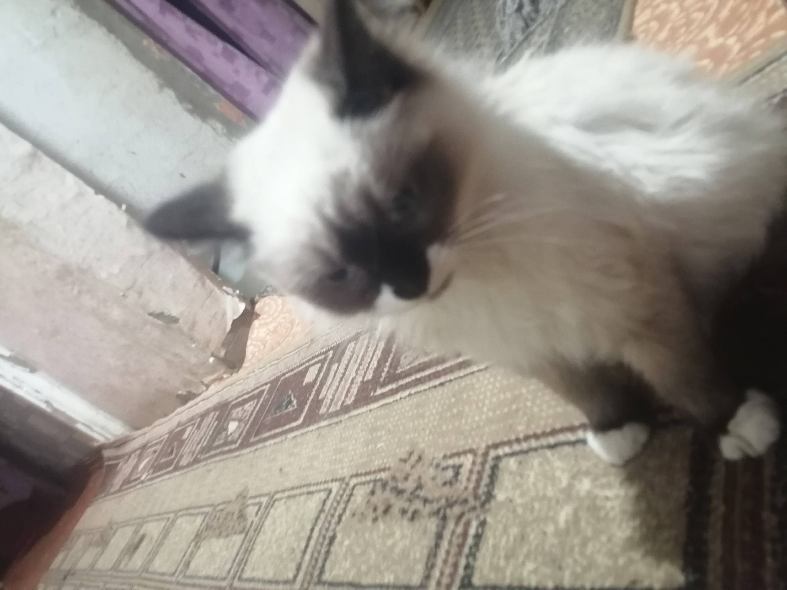 Пропал котёнок курильско-сианс...