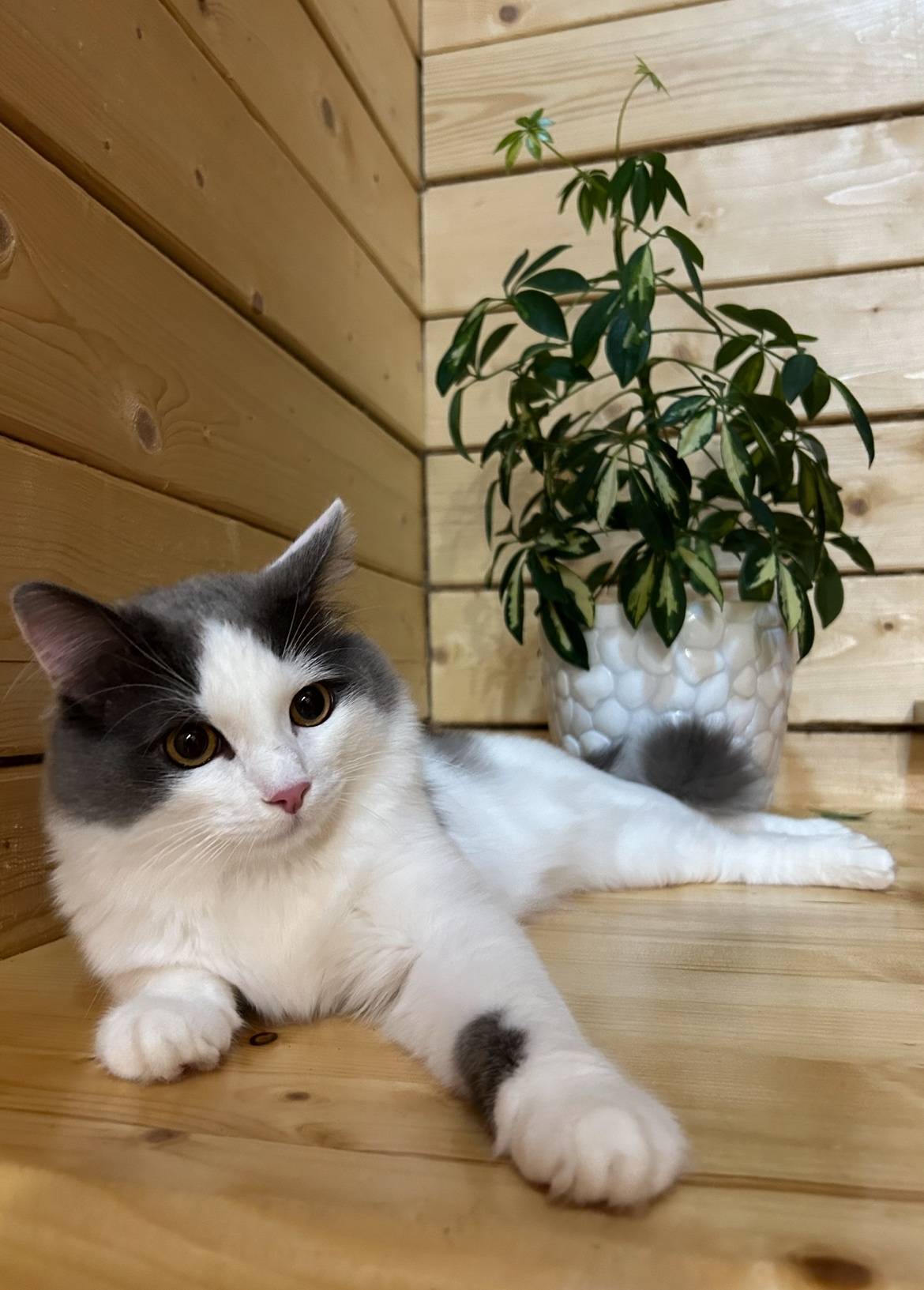 Аша, Помогите найти кота 🆘 Про...