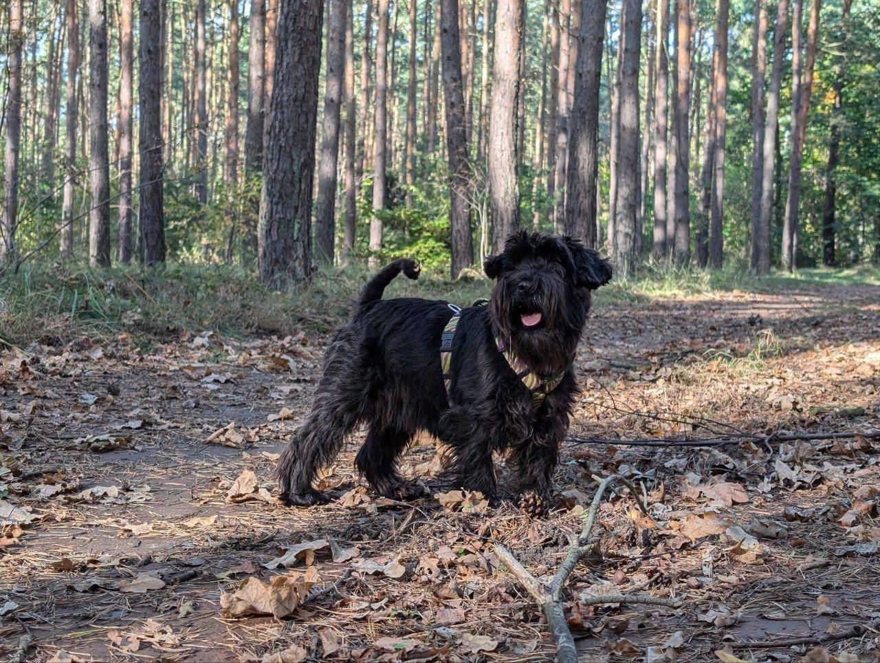 ‼️Пропала цвергшнауцер Стаси 1...