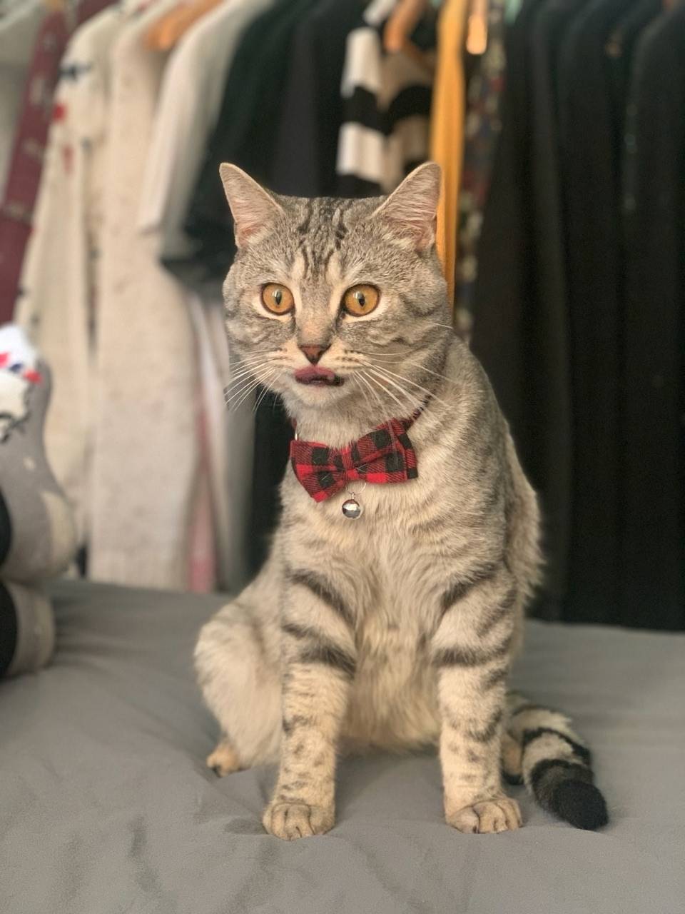 Пропал кот , зовут Митя ,на юж...