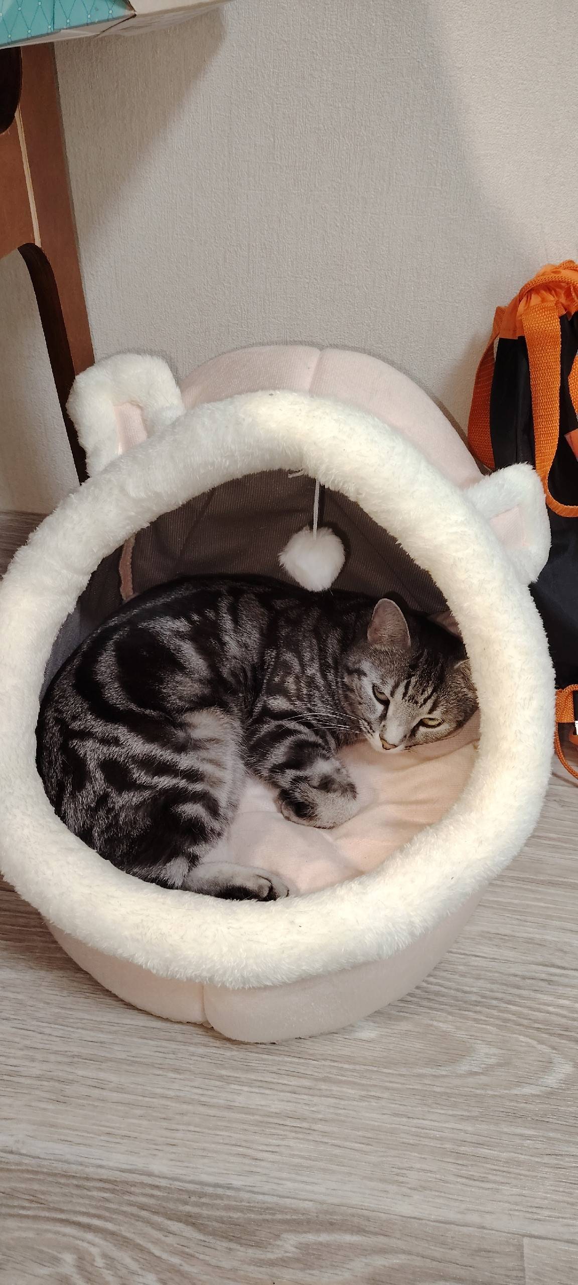 Пропала кошка 13.11.25 в...