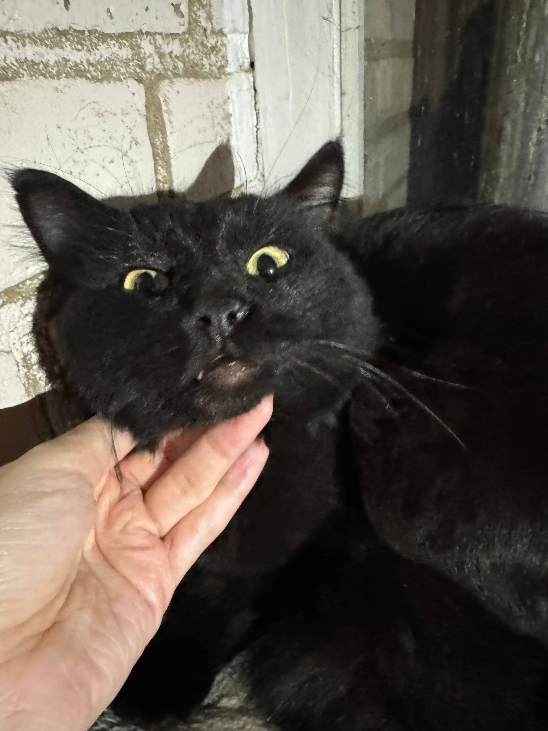 Здравствуйте! Найден кот (маль...