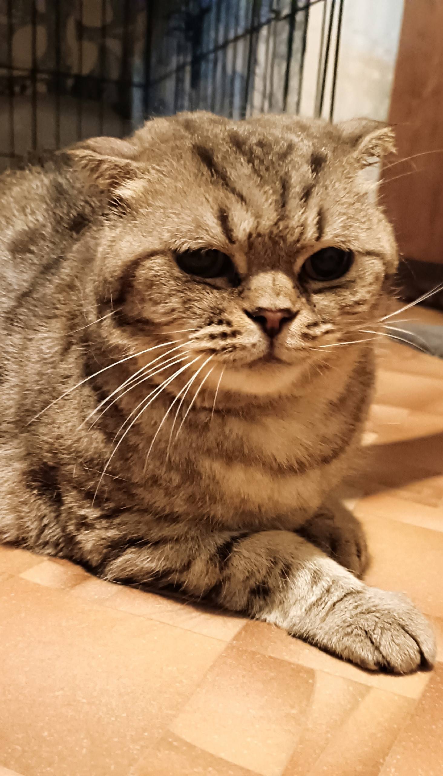 Найден породистый кот. Шотланд...