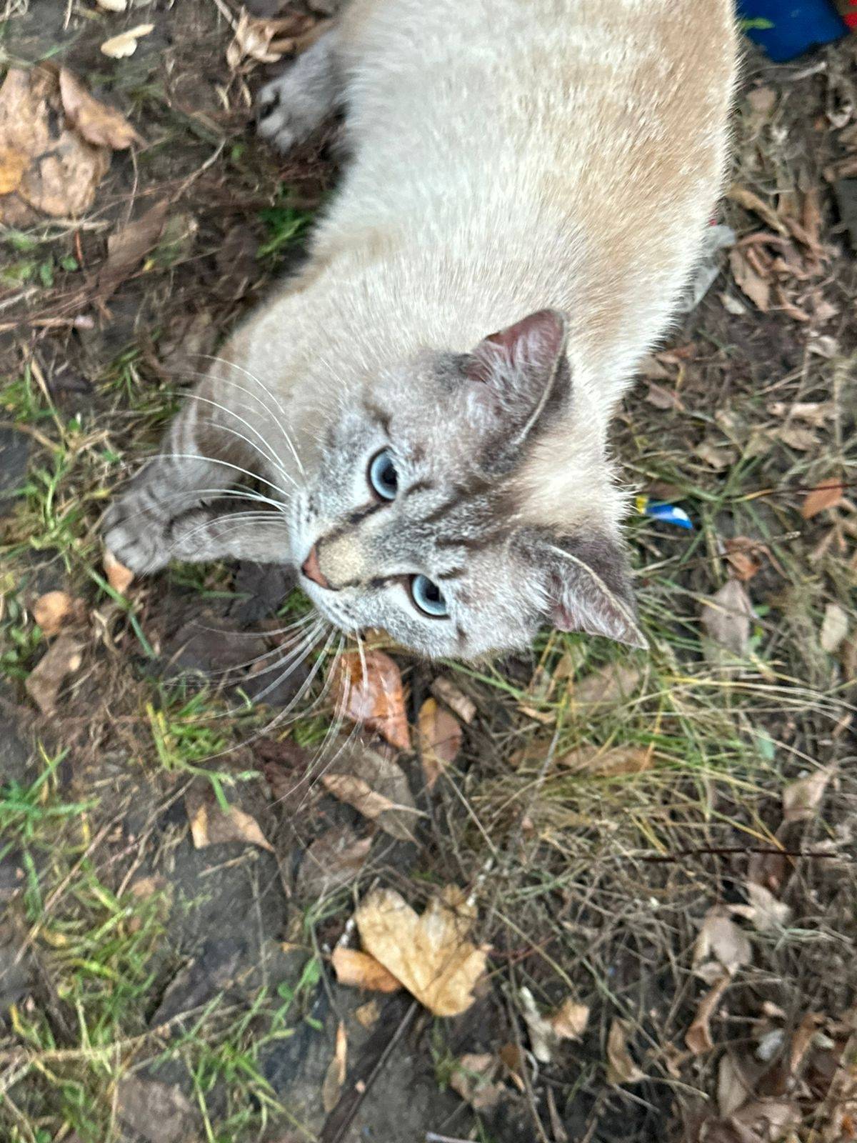 Найдена кошка на Островского 1...