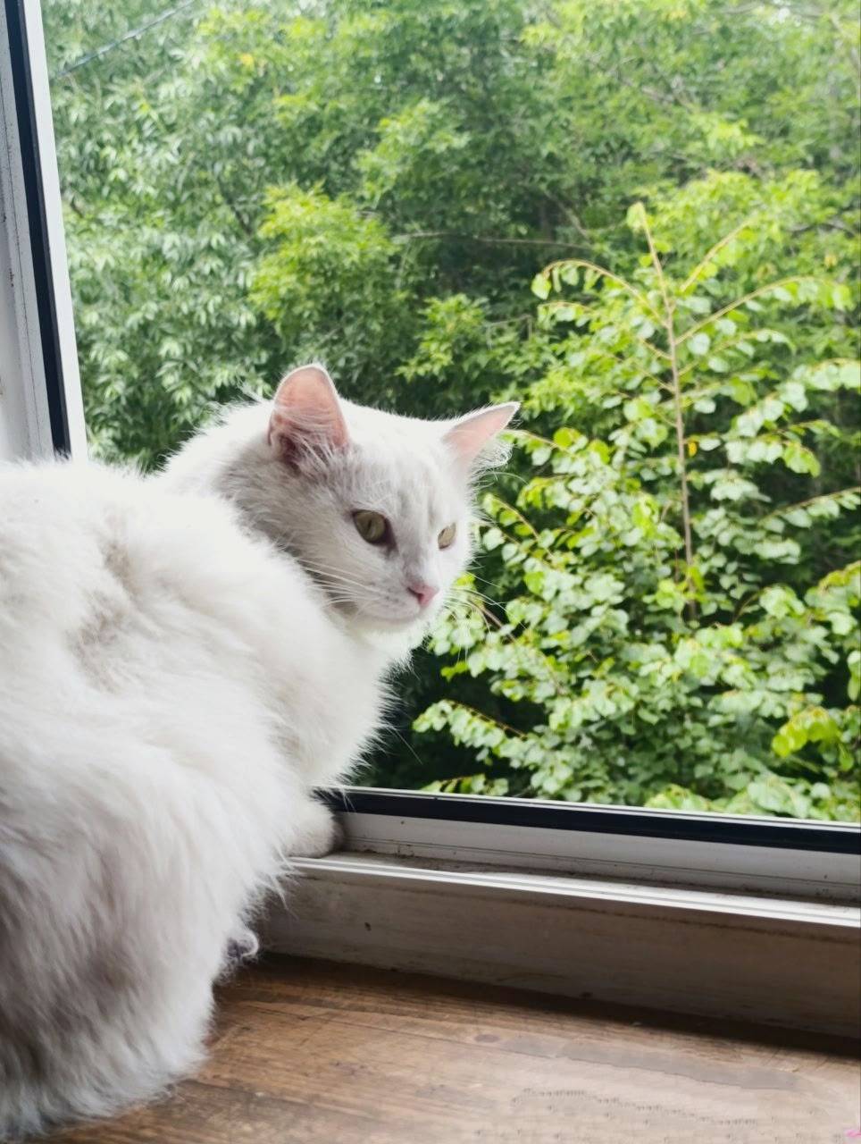 Приехали.... Пропала моя Бэлла...