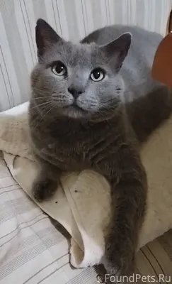 Пропал кот Жора!!! 