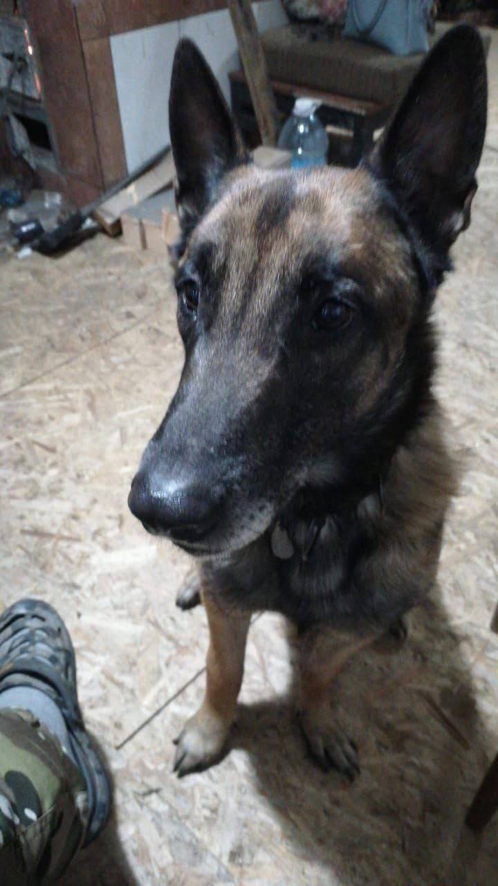 🪖В Чите разыскивается пес-сапе...