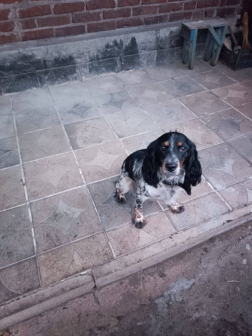 ‼️‼️Чья потеряшка‼️‼️ Собака б...