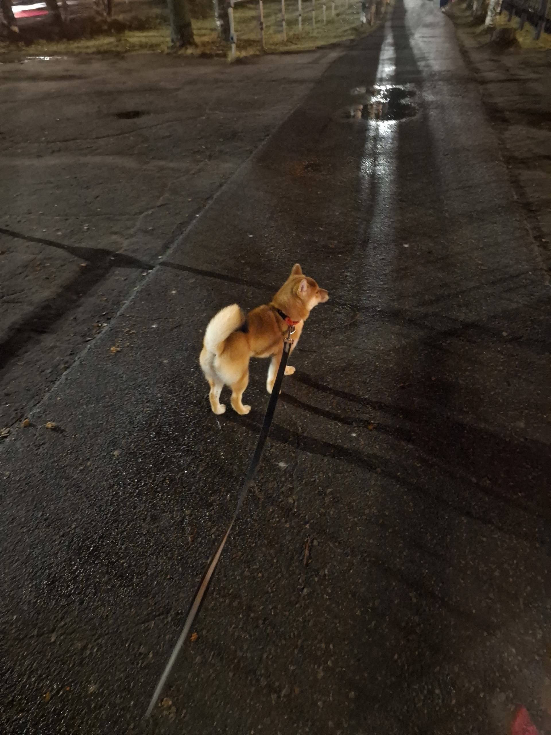 Добрый вечер! Потерялась собак...