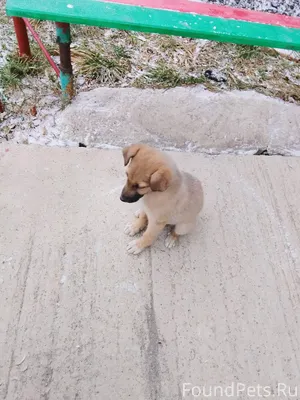 Уважаемые люди кто собаку поте...