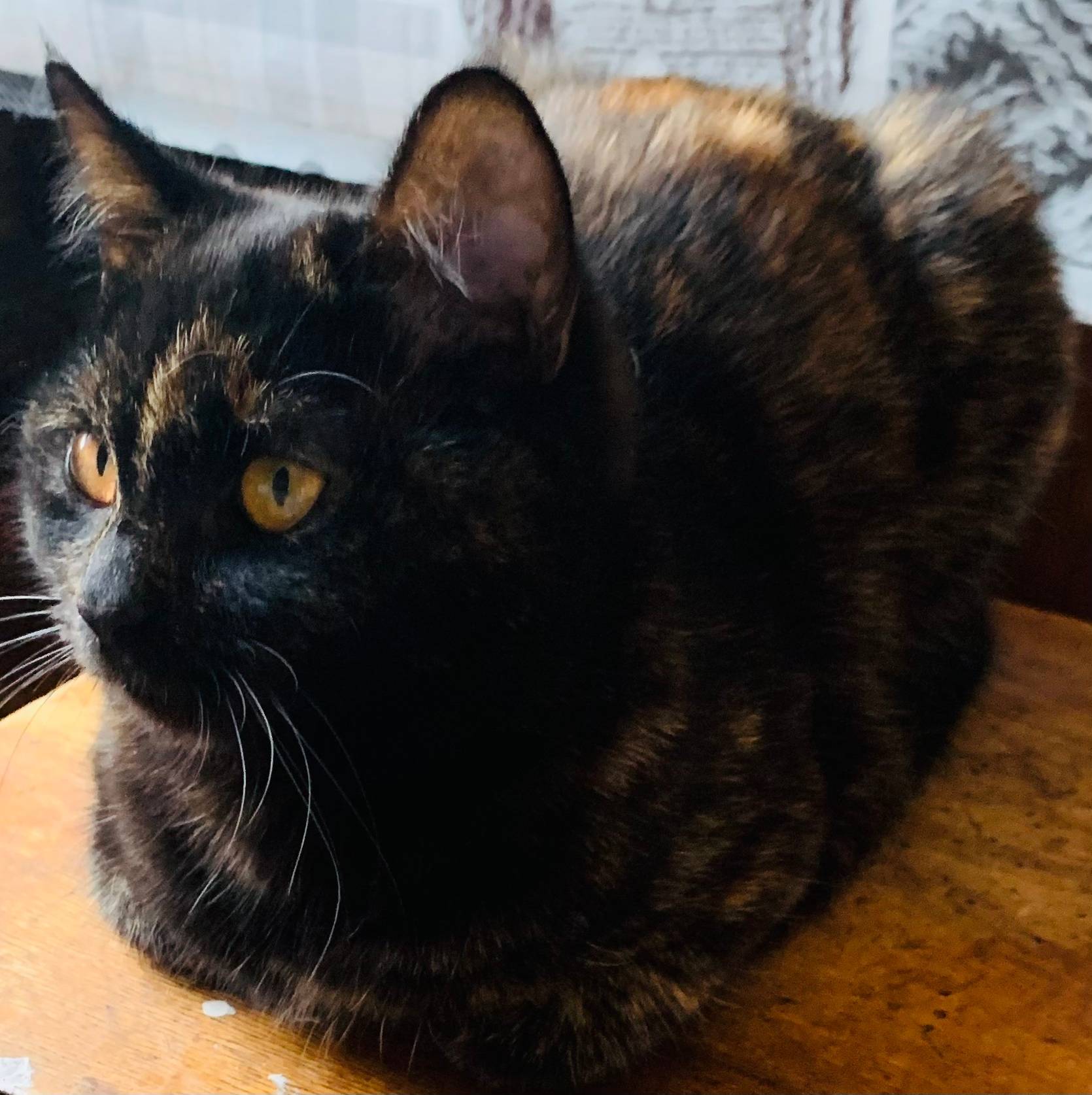 Пропала кошка в районе улиц Сл...