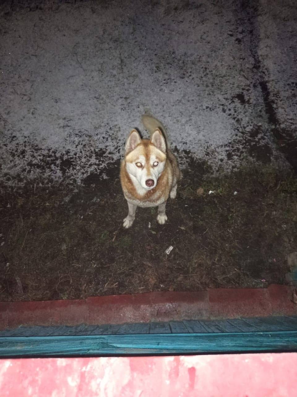 #потерялось_животное_Шадринск ...