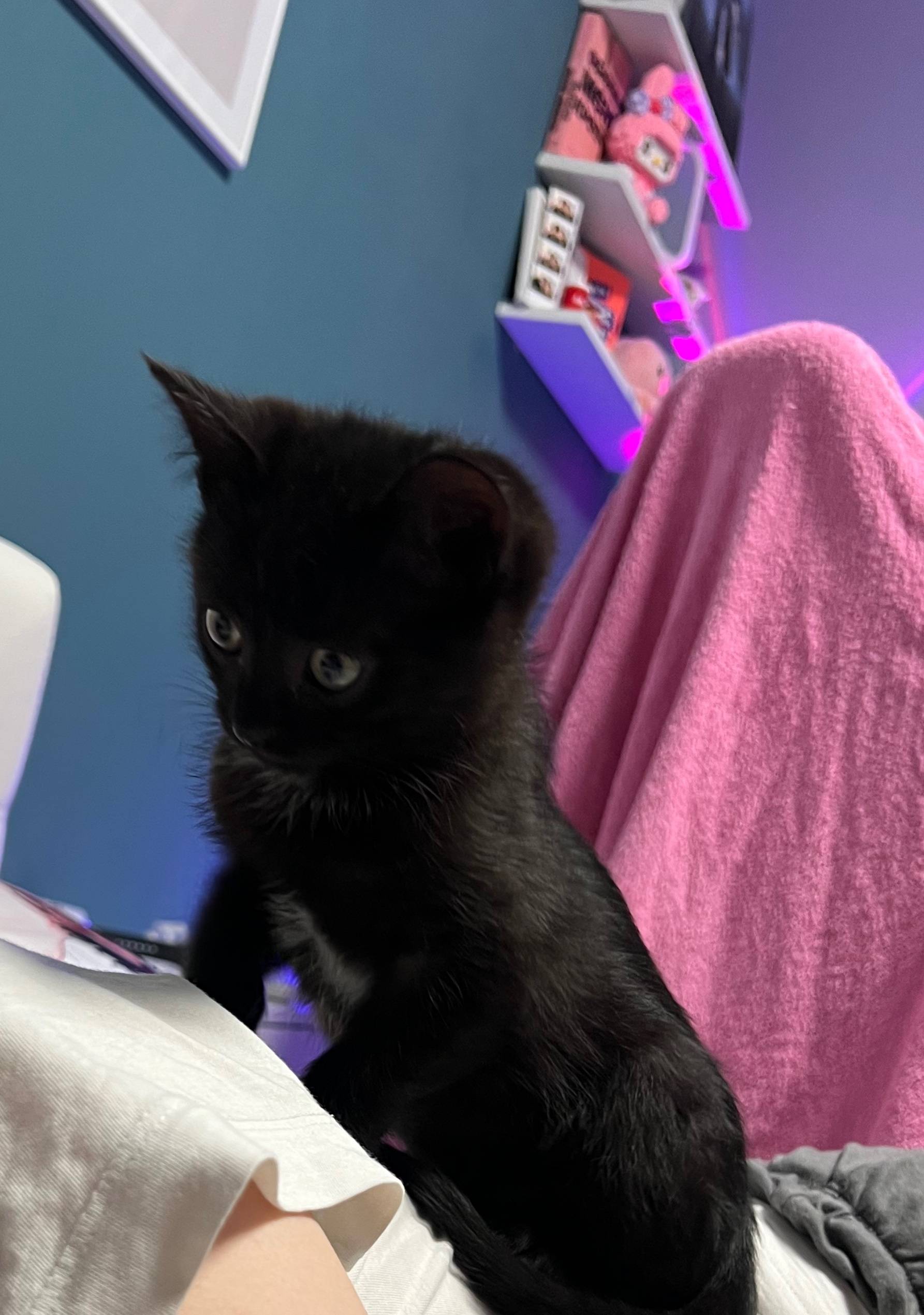 Пропал котенок, последний раз ...