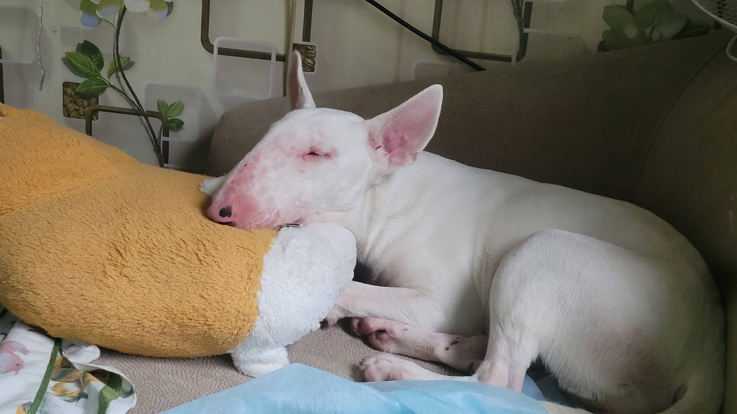 Пропала собака утром в районе ...