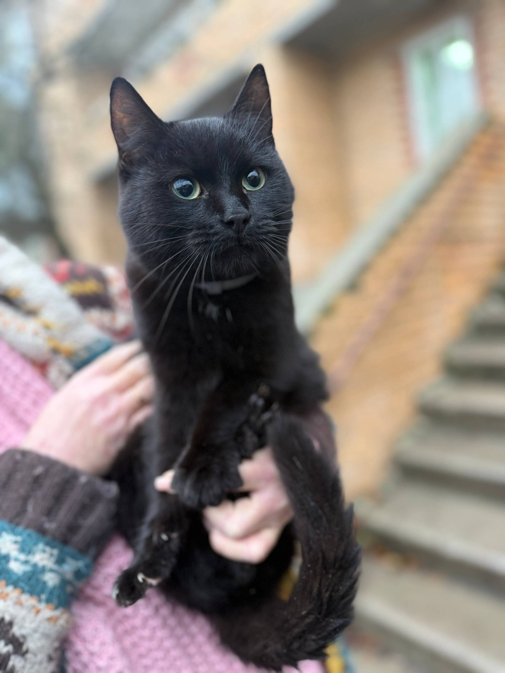 Найден черный кот 🐈‍⬛ возле кл...