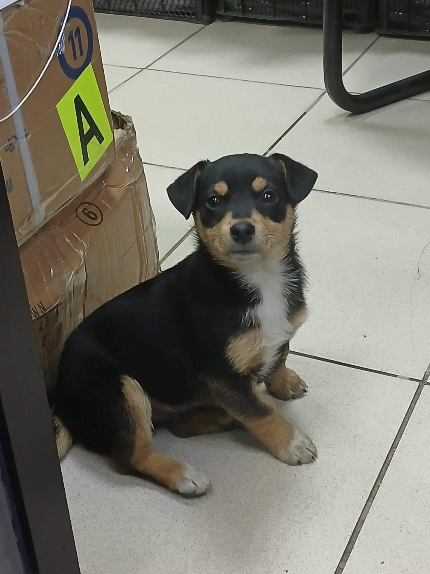 ПРОПАЛ ЩЕНОК!!! Днём 13 ноября...