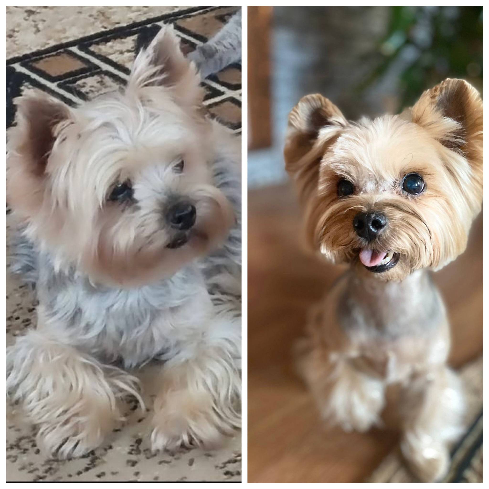 Пропала собака 17.11.25, район...