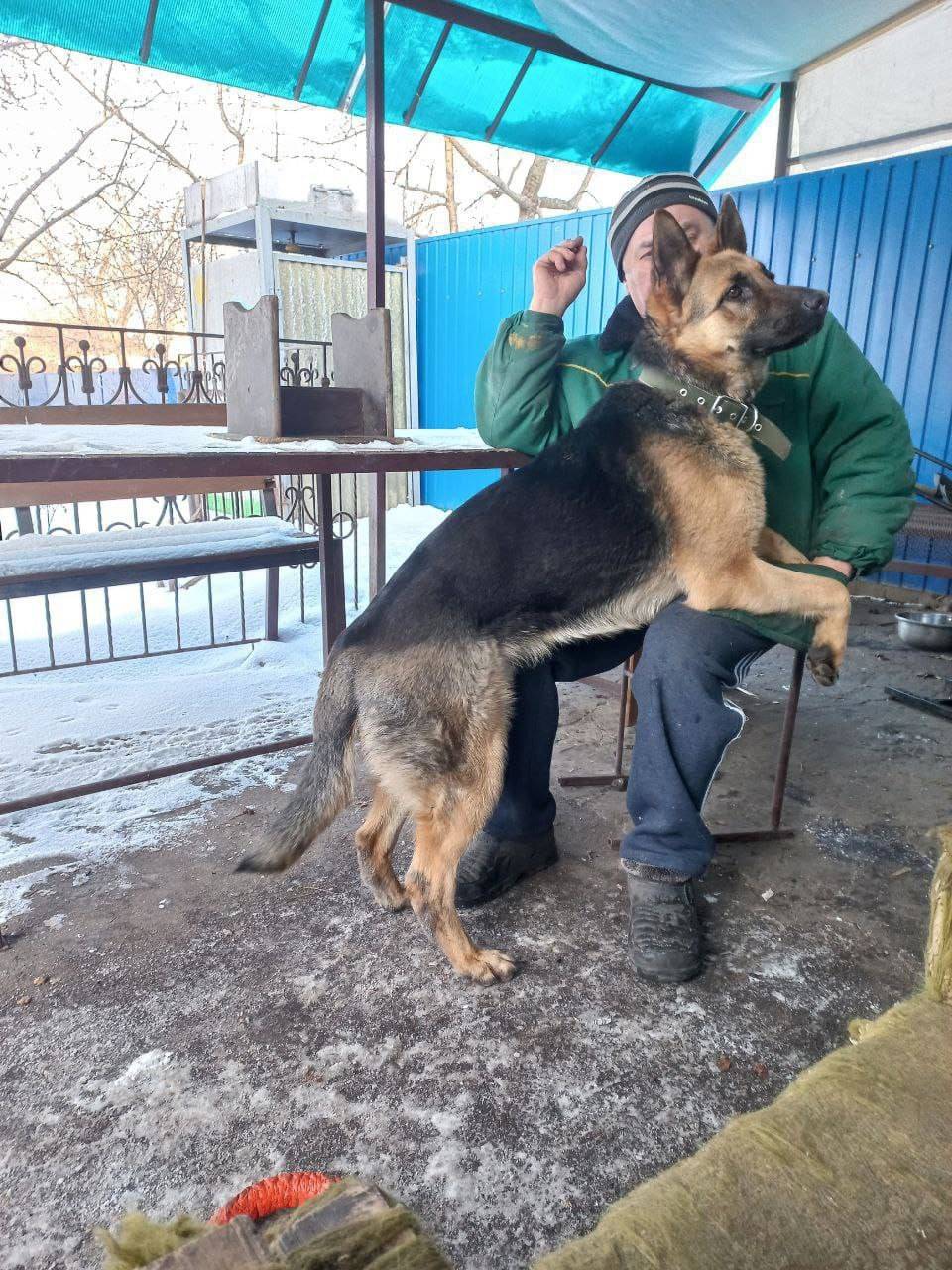 Пропала собака сегодня утром ,...