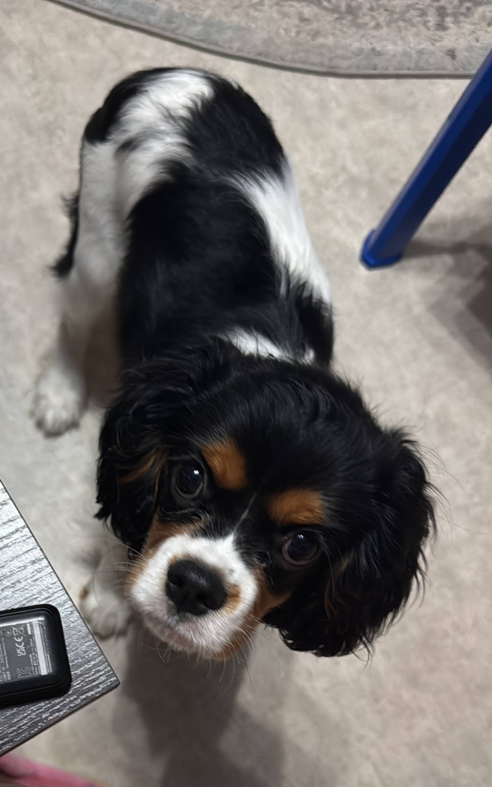 Пропала собака ,пожалуйста кто...