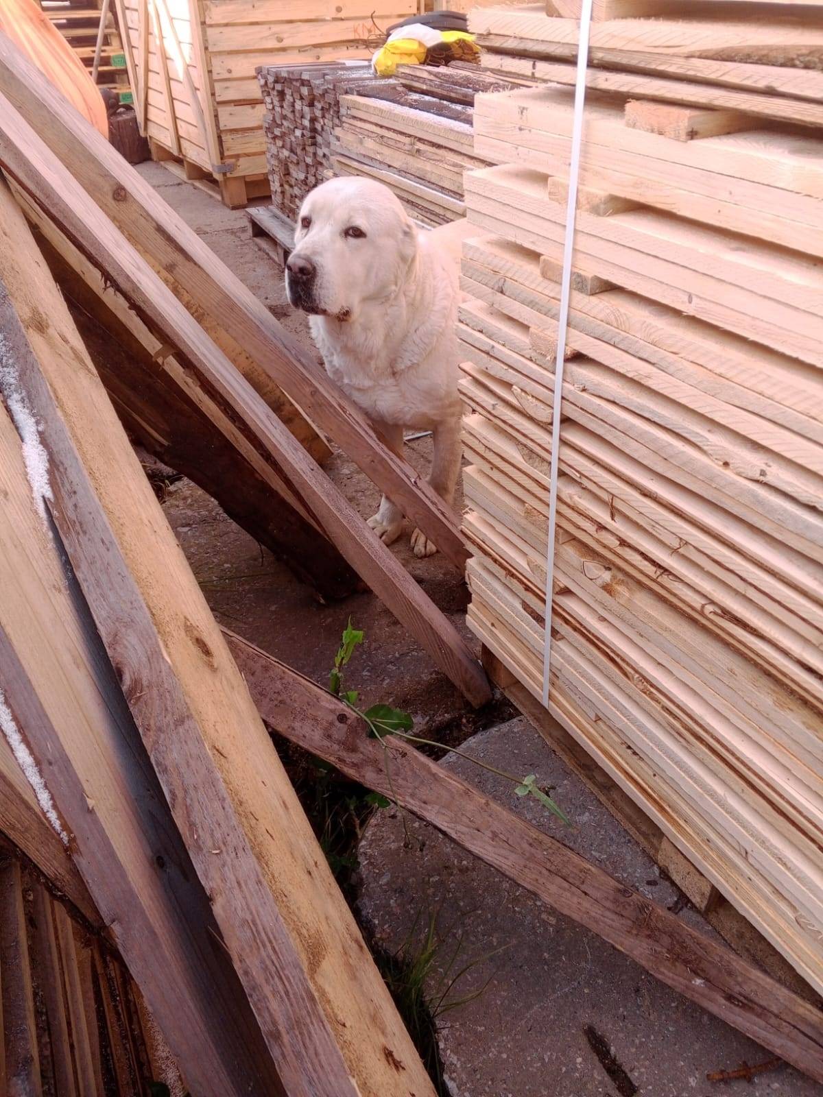 ‼️РОСТОВ НАЙДЕНА СОБАКА (сука)...