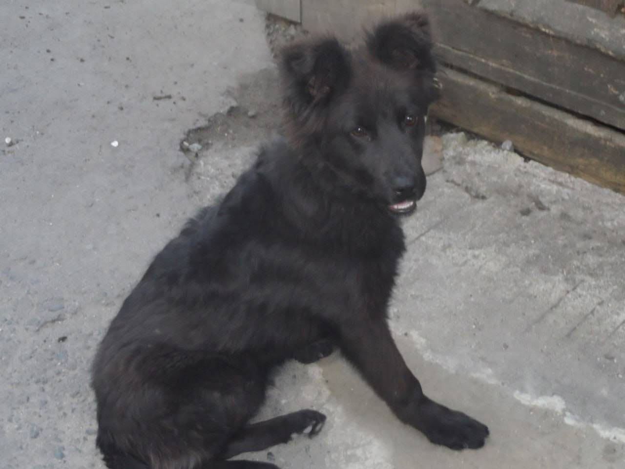 #БгдПомоги Пропала собака в ра...