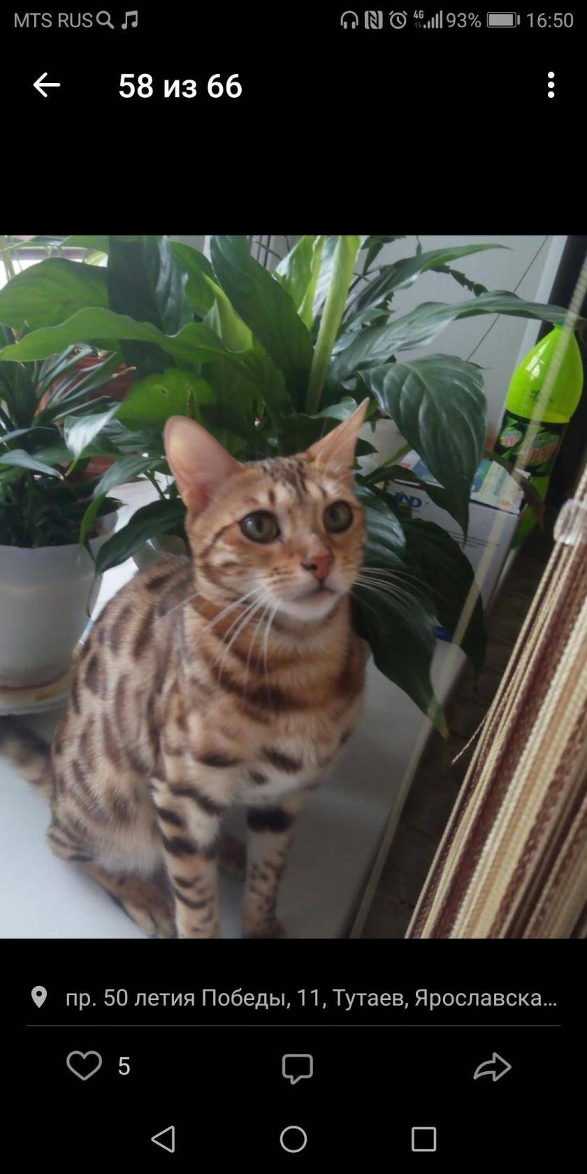 Пропала кошка (породы Бенгал)п...