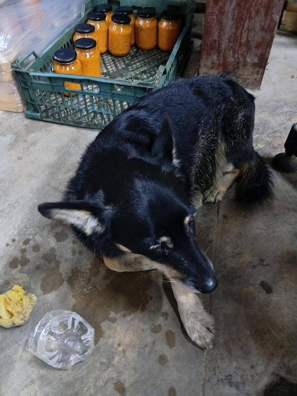 Здравствуйте. Пропала собака ,...