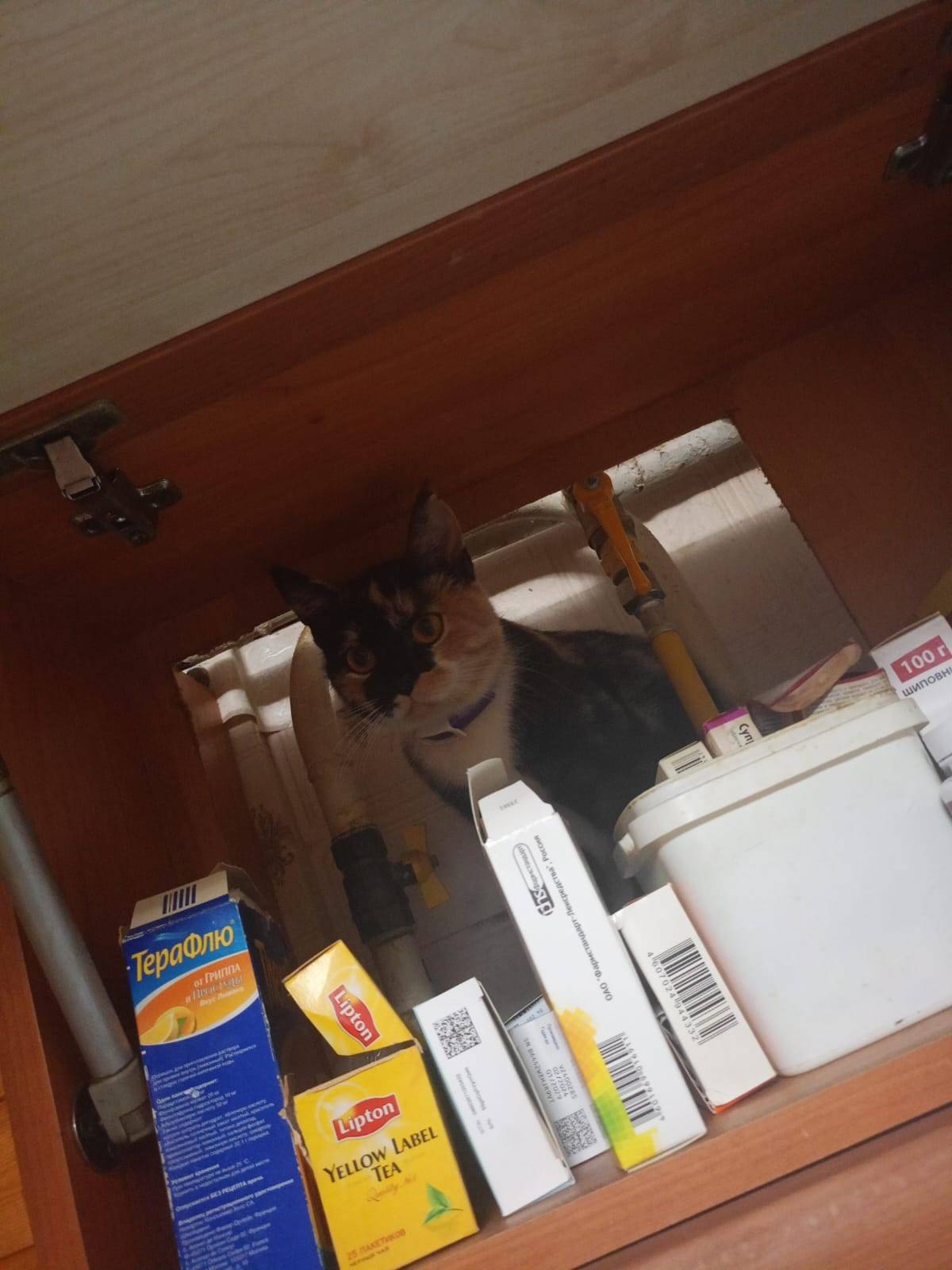 Пропала кошка ,район Низки ,от...